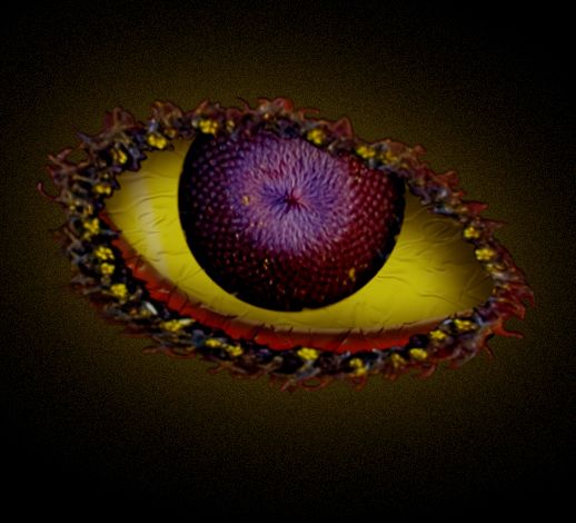 Creation of eye of the flower: Final Result